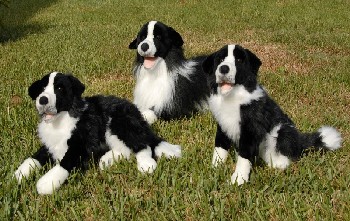 (image for) BORDER COLLIE