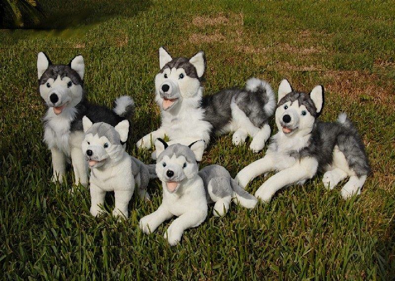 (image for) HUSKY
