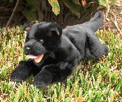 (image for) Black Puppy