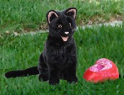 (image for) BLACK CAT
