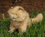 (image for) Persian Cat