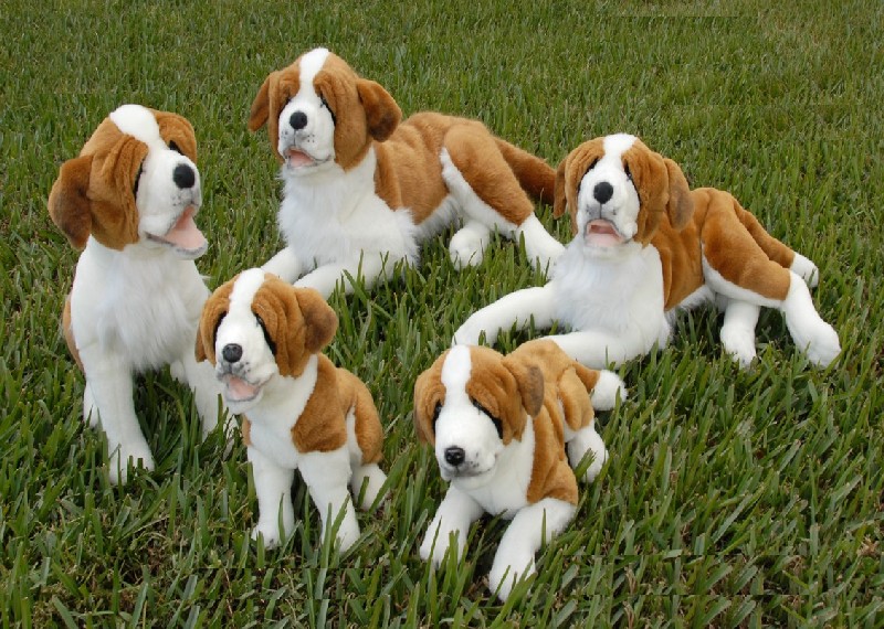(image for) ST. BERNARD